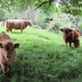 Highland cattle at the Hirsel by bunnymadmeg