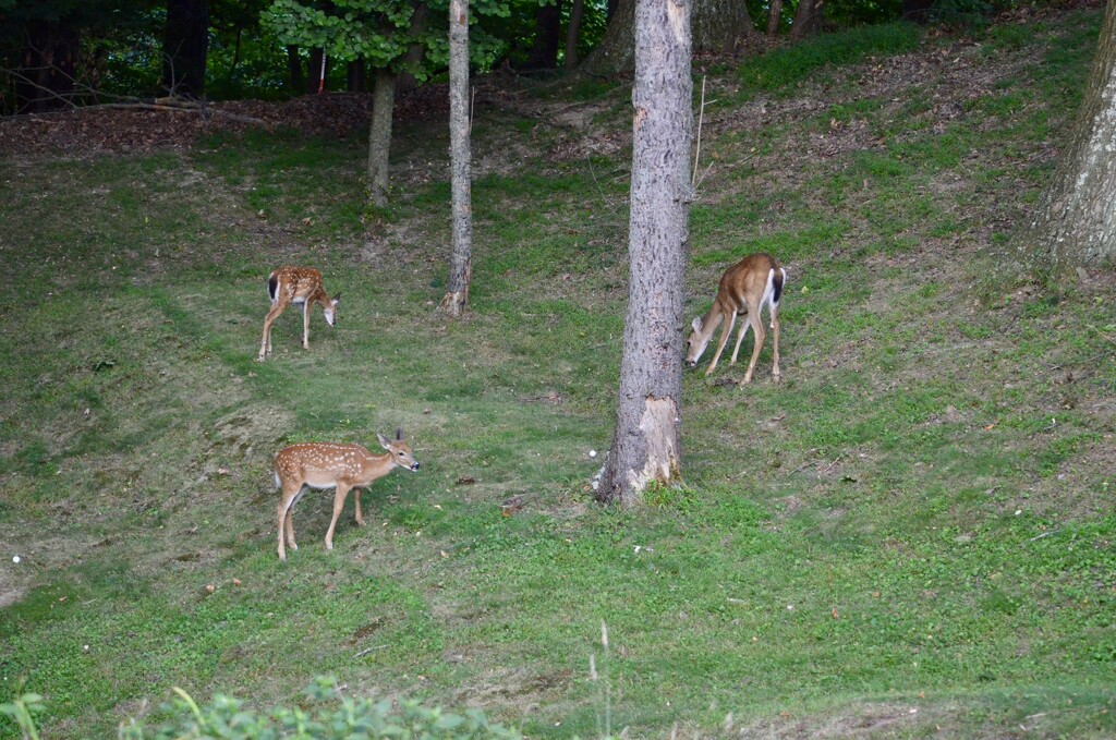 Deer Family  by pej76