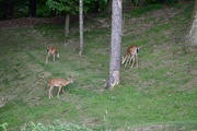 25th Aug 2024 - Deer Family 