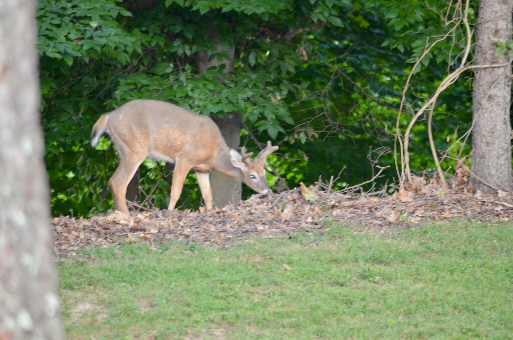 Daddy Deer by pej76