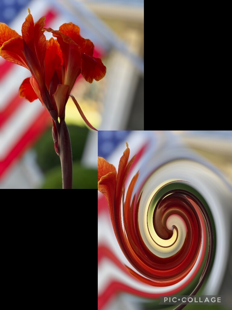 A Canna Lily and American flag swirl by louannwarren