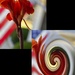 A Canna Lily and American flag swirl by louannwarren