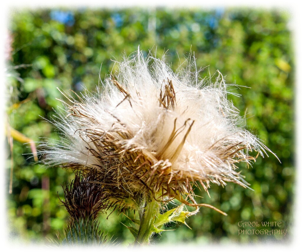 Thistledown by carolmw