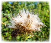 25th Aug 2024 - Thistledown