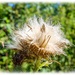 Thistledown by carolmw