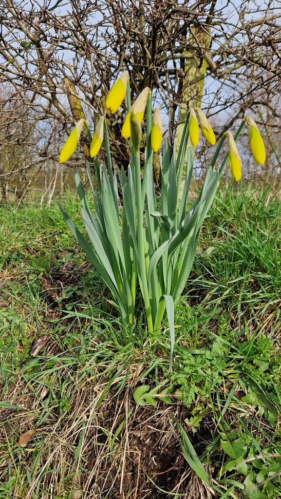 First daffodils by bunnymadmeg