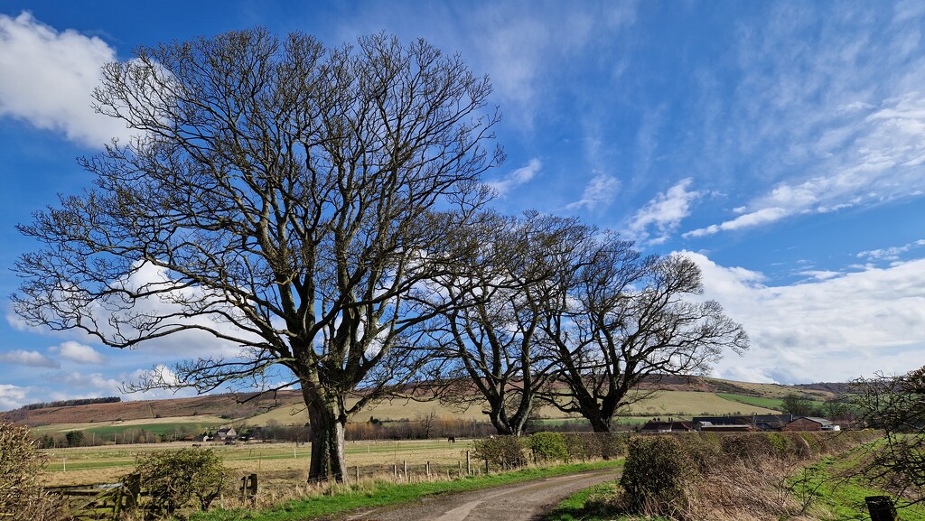 Trees by bunnymadmeg