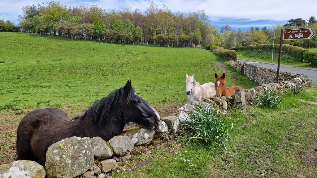 Horses near Highburn House by bunnymadmeg