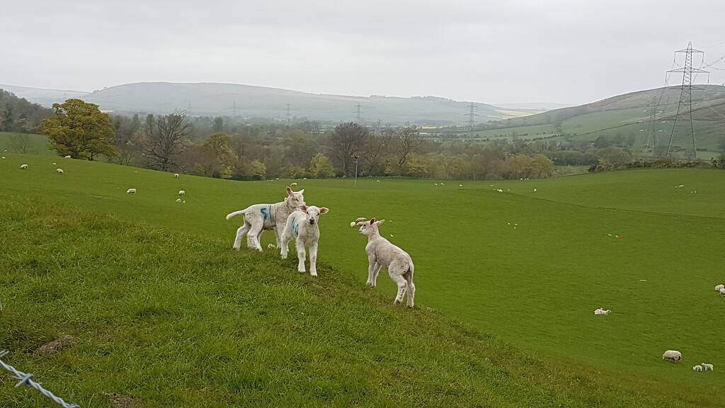 Spring lambs by bunnymadmeg