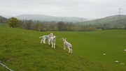 2nd May 2024 - Spring lambs