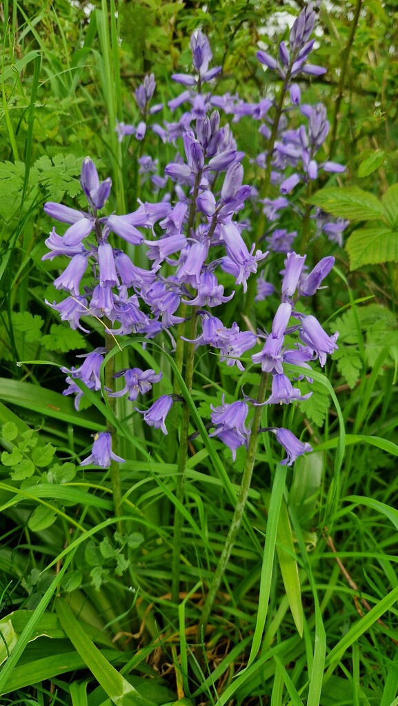 Bluebells by bunnymadmeg