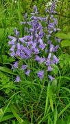 5th May 2024 - Bluebells