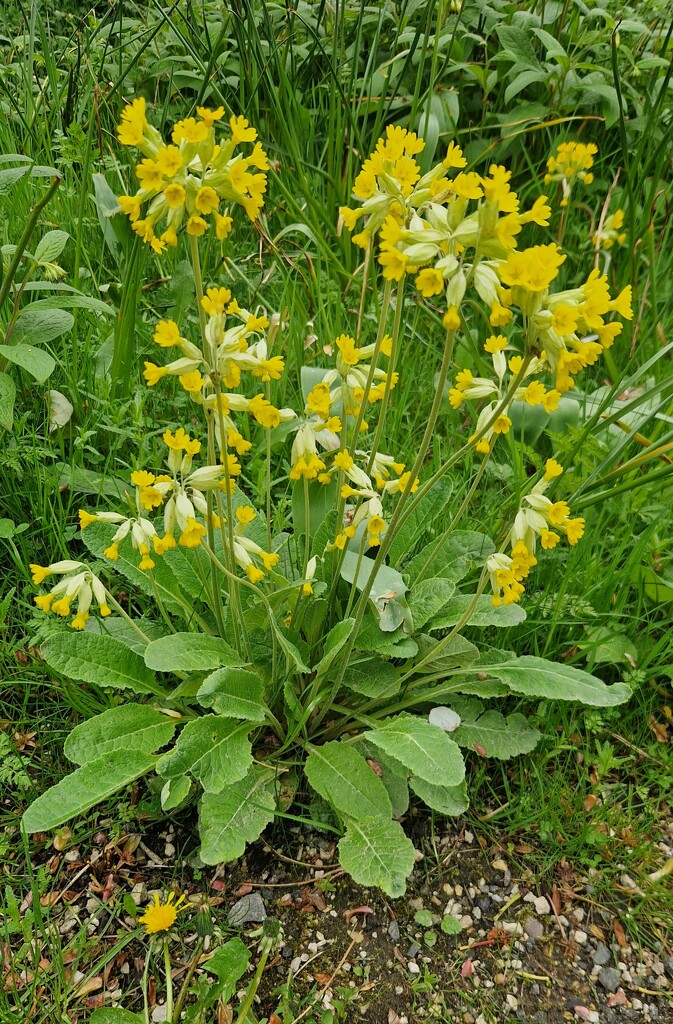 Cowslips by bunnymadmeg