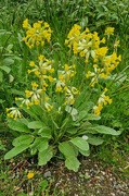 7th May 2024 - Cowslips