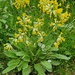 Cowslips by bunnymadmeg