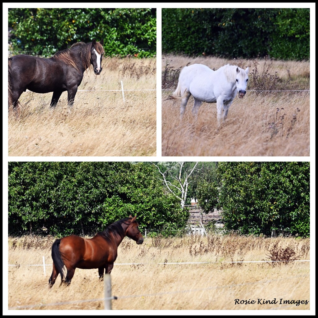 The horses are back by rosiekind