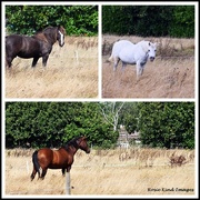 25th Aug 2024 - The horses are back