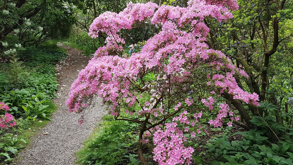 Howick Hall Gardens by bunnymadmeg