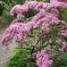 Howick Hall Gardens by bunnymadmeg