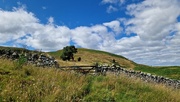 9th Aug 2024 - Humbleton Hill