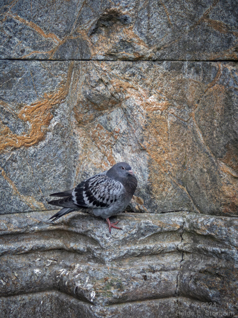 Street pidgeon by helstor365