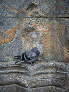 25th Aug 2024 - Street pidgeon