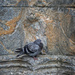 Street pidgeon by helstor365