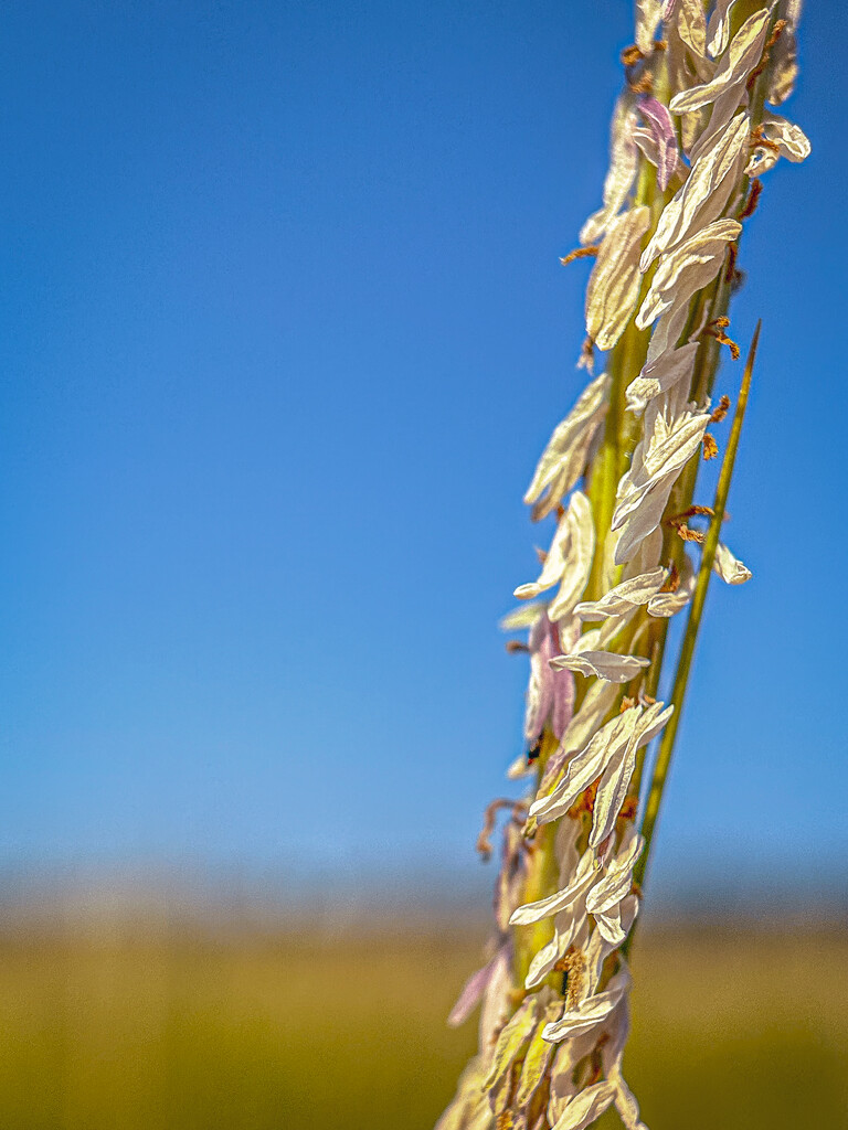 Beach Grass Flowers by jnewbio