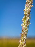 25th Aug 2024 - Beach Grass Flowers