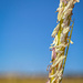 Beach Grass Flowers by jnewbio