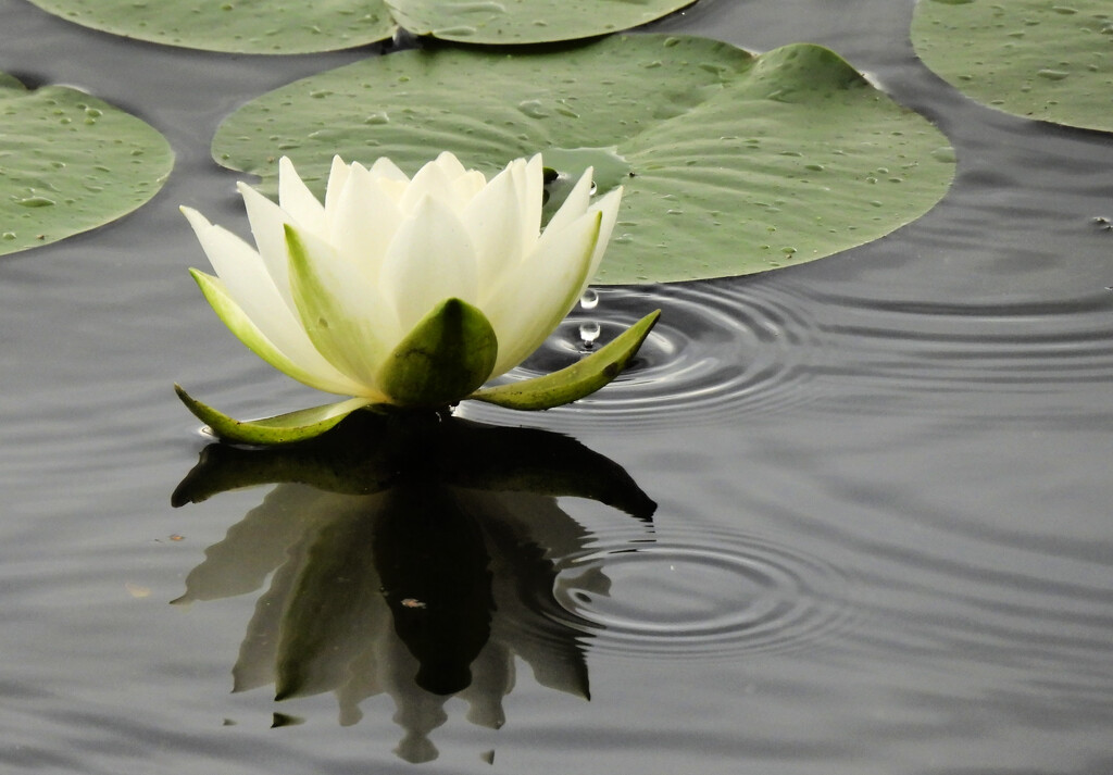 Rainy Day Water Lily  by seattlite