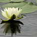 Rainy Day Water Lily  by seattlite