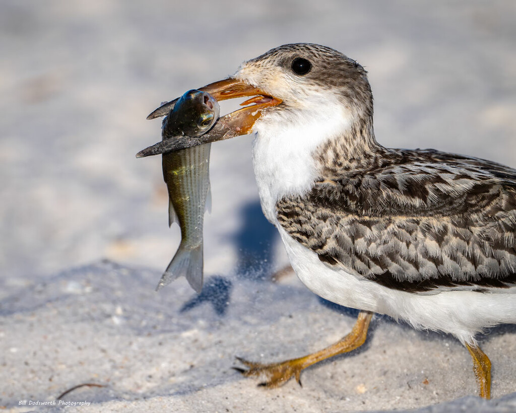 Breakfast is served by photographycrazy