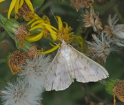 25th Aug 2024 - Mother of Pearl moth    