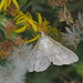 Mother of Pearl moth    