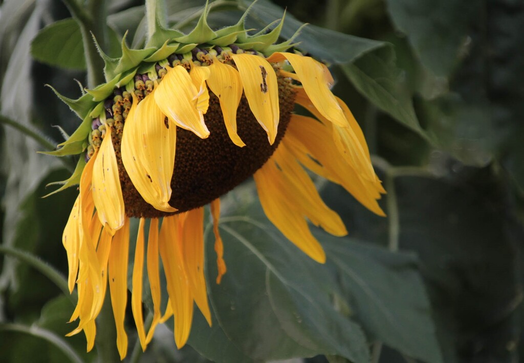 Sunflower 1 by mittens