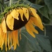 Sunflower 1 by mittens