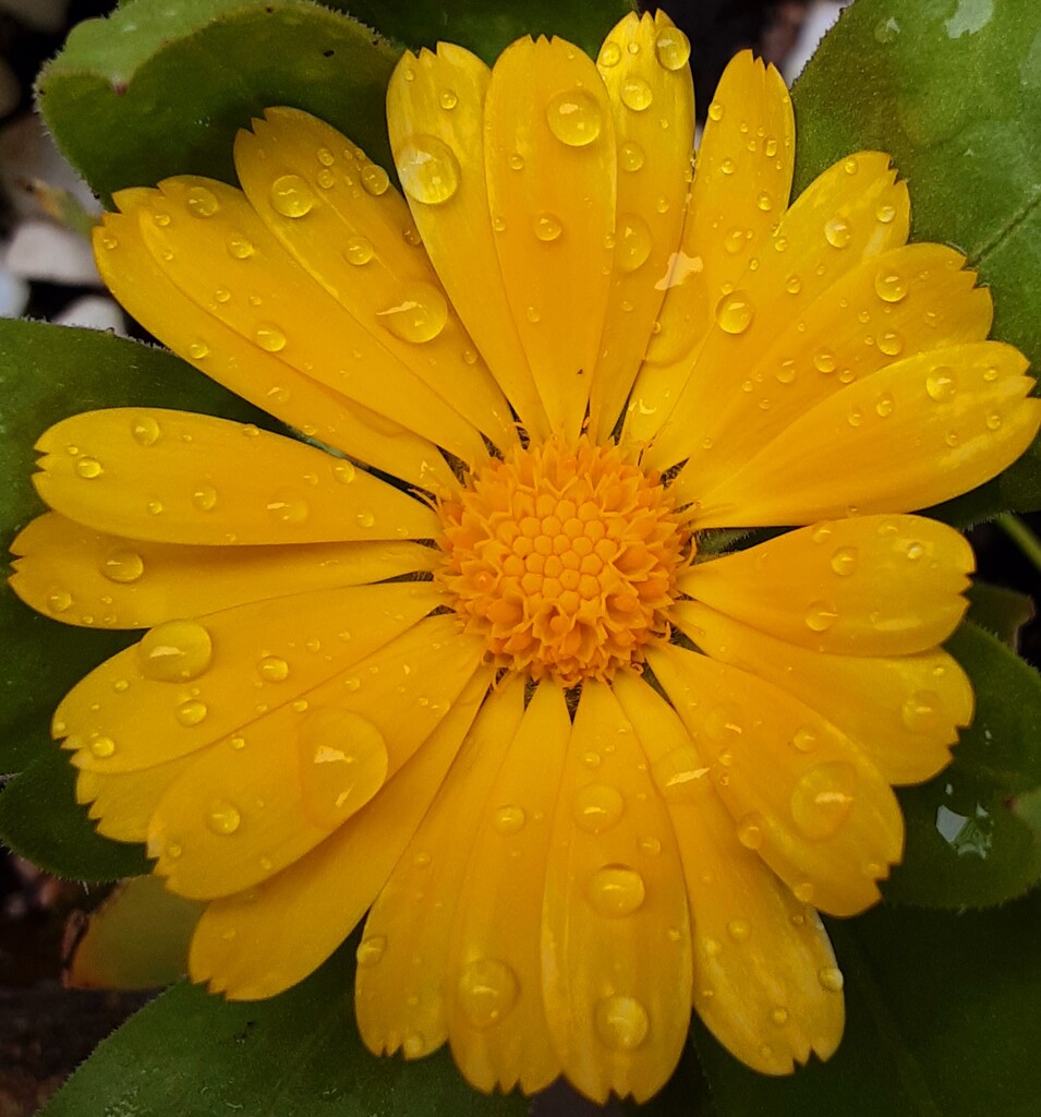 A Calendula in the garden after the recent rain. by grace55