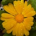 A Calendula in the garden after the recent rain. by grace55