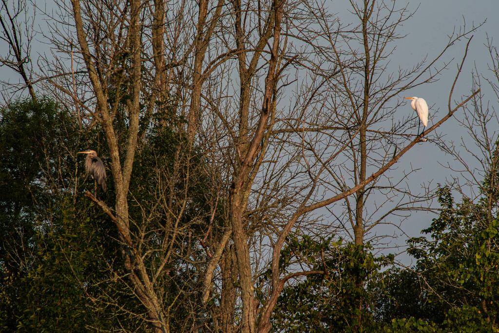 Heron and Egret by darchibald