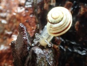 24th Aug 2024 - Snail