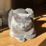 25th Aug 2024 - Russian Blue