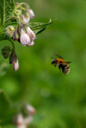 23rd Aug 2024 - Flight of the bumble bee