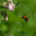 Flight of the bumble bee by hannahcallier