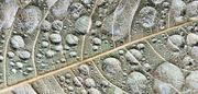 21st Aug 2024 - Macro Leaf Rain