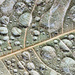 Macro Leaf Rain