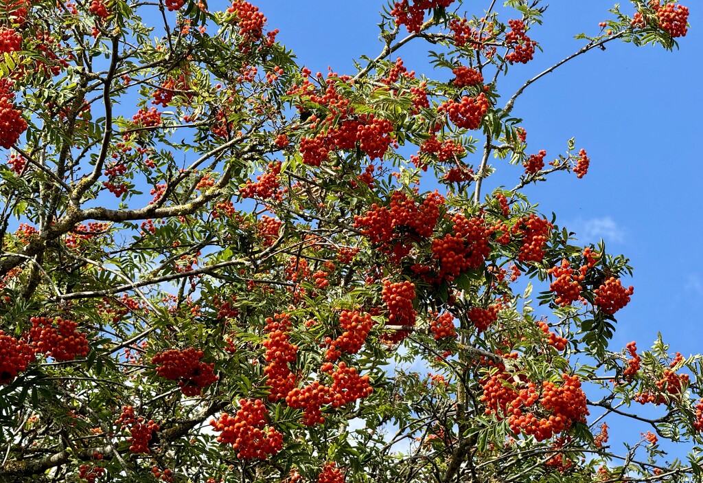 Rowan Berries on a Sunny Day by susiemc