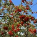 Rowan Berries on a Sunny Day by susiemc