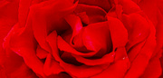 15th Aug 2024 - Red Rose