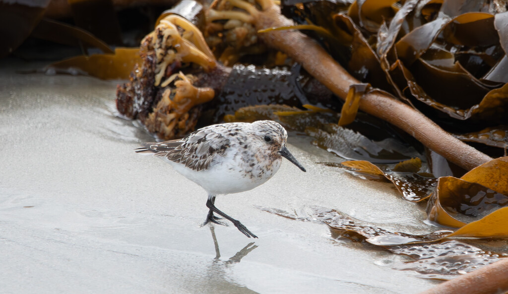 Sanderling by lifeat60degrees